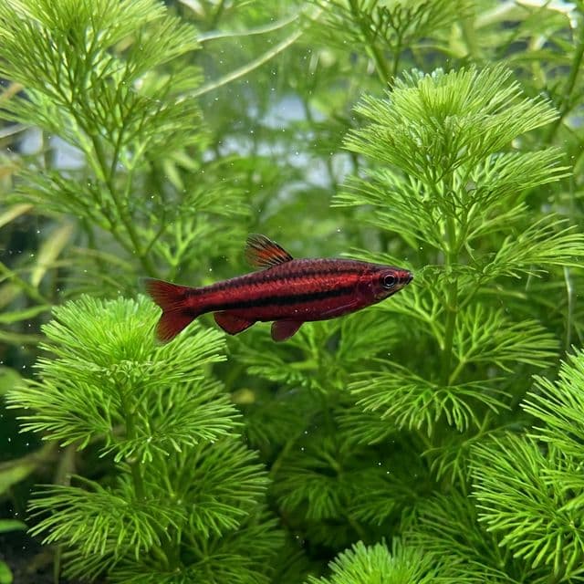 Poisson crayon rouge corail