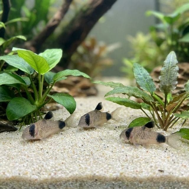 The Panda Corydoras: Corydoras panda