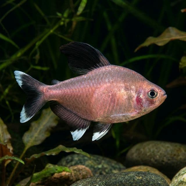 Costa's Tetra: Moenkhausia costae