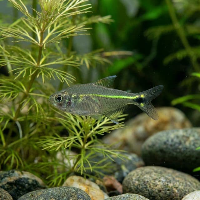Costello Tetra: Hemigrammus hyanuary