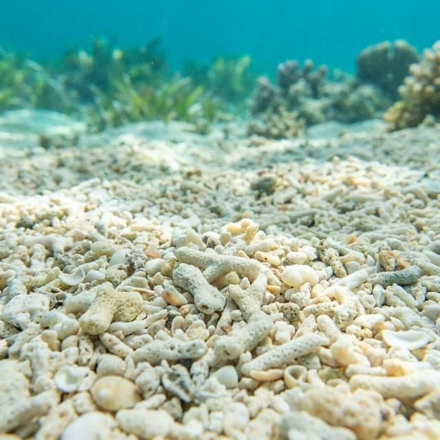 Corail concassé : Le tampon de pH