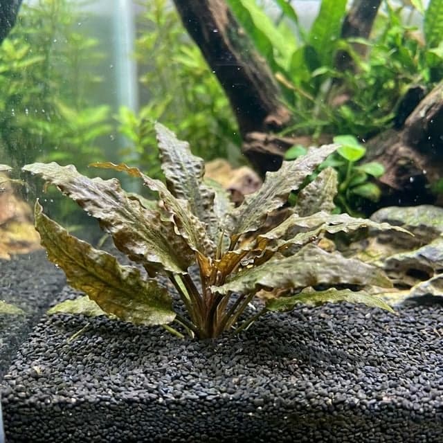 L'Habitant de l'Ombre : Cryptocoryne Wendtii
