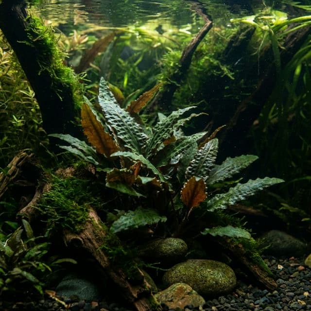 Cryptocoryne bullosa
