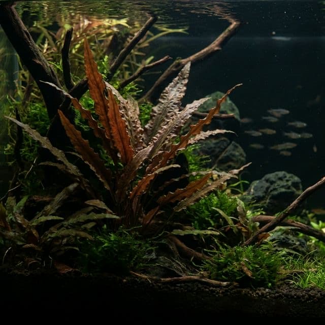 Cryptocoryne crispatula var. balansae