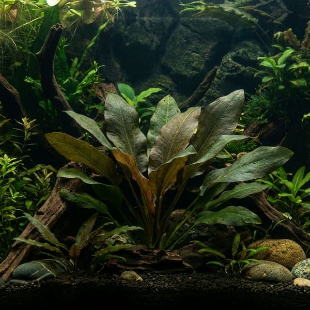 Cryptocoryne moehlmannii