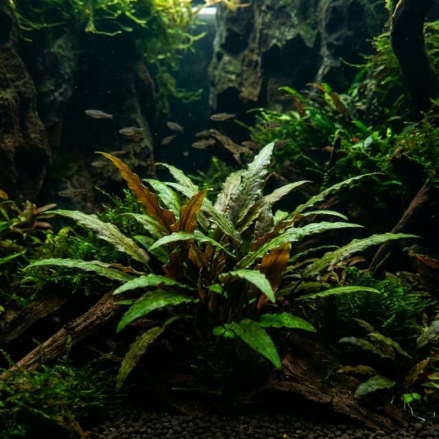 Cryptocoryne x willisii
