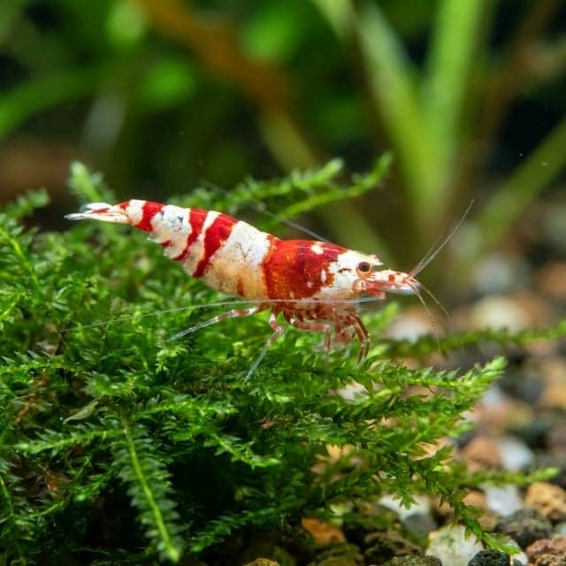 The Crystal Red Shrimp: Caridina cantonensis