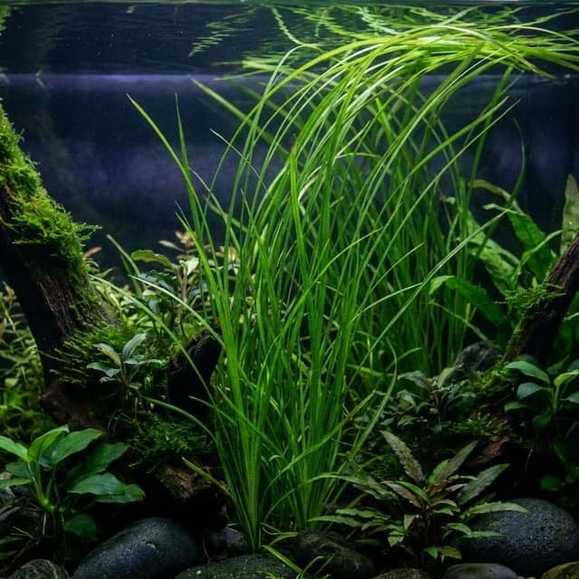 Cyperus helferi