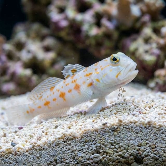 Goby diamant (Goby à taches orange)