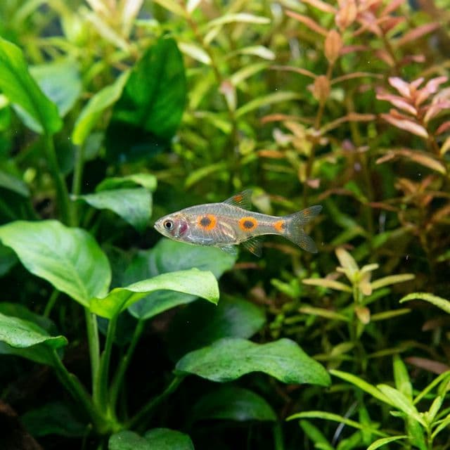 Double Orange Spot Torpedo Rasbora: Pectenocypris korthausae