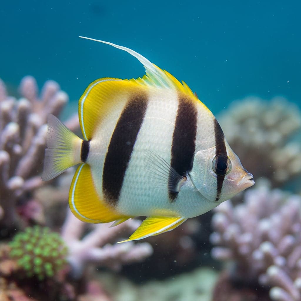 Poisson-papillon à double selle