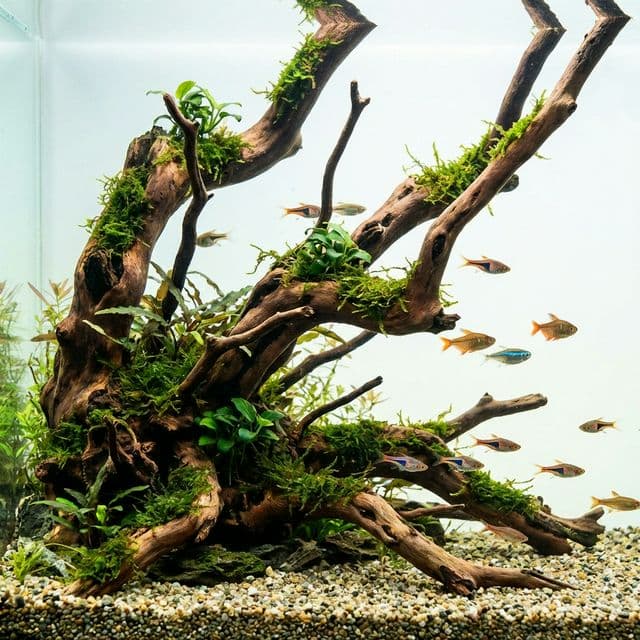 Tannins and Blackwater Chemistry in Freshwater Aquariums