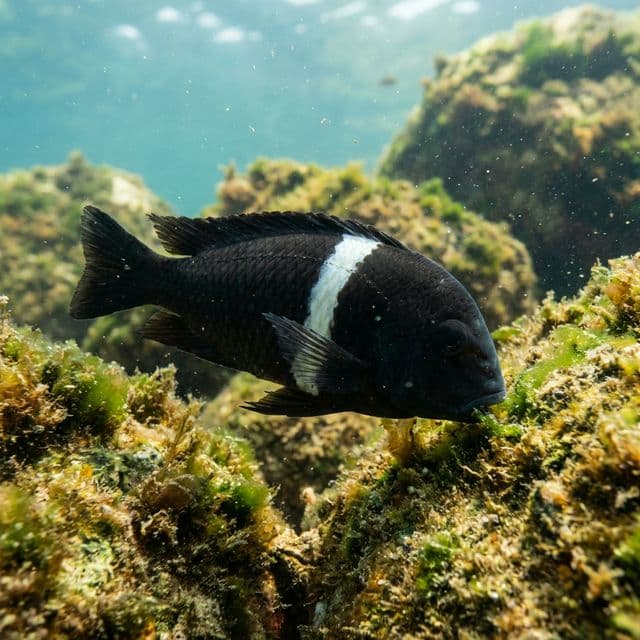 Dubois's Tropheus: Tropheus duboisi