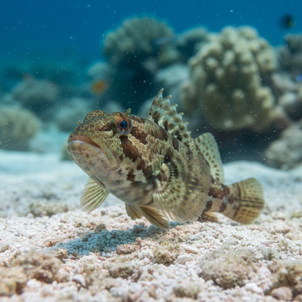 Poisson-jawfish sombre