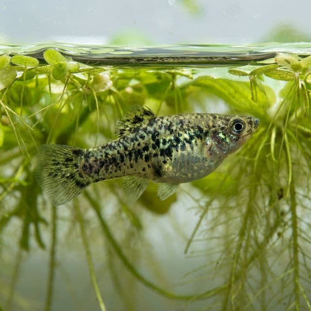 Poisson Millions Sombre