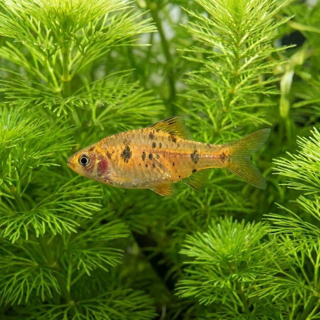 Dwarf Barb