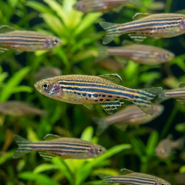 Danio nain
