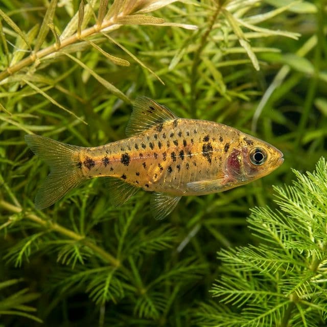 Dwarf Golden Barb: Pethia sp.