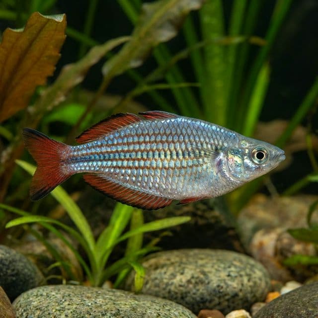 Dwarf Rainbowfish