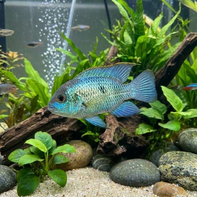 Electric Blue Acara: Andinoacara pulcher