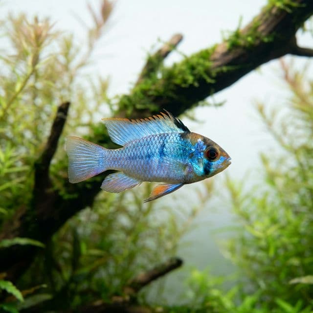 Ram cichlid (Mikrogeophagus)