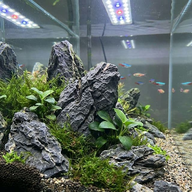 Elephant Skin Stone: The Textural Wonder