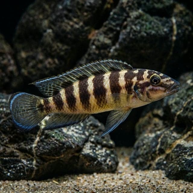Elongatus Ornatus: Chindongo sp. Elongatus Ornatus