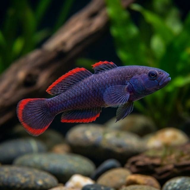 Empire Gudgeon: Hypseleotris compressa