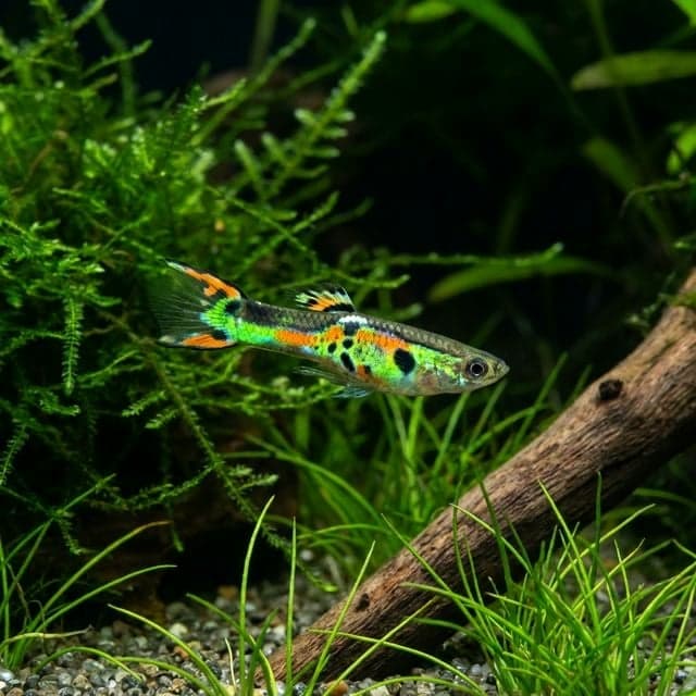 The Endler Livebearer: Poecilia wingei