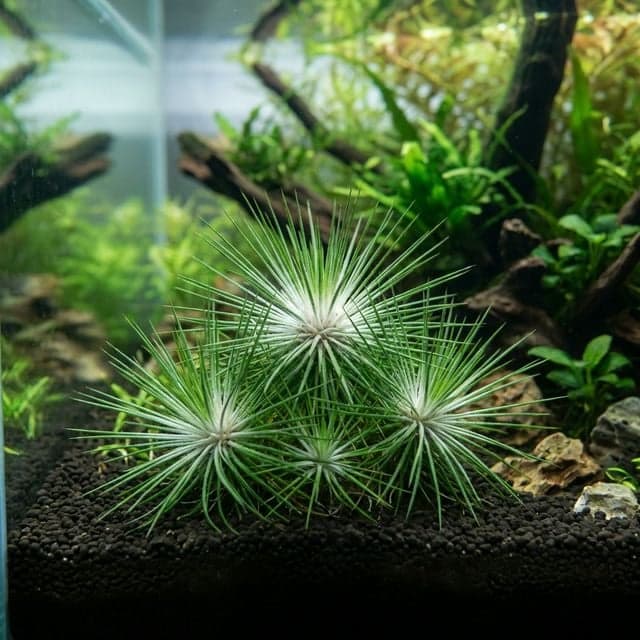 L'oursin de mer alien : Eriocaulon Cinereum