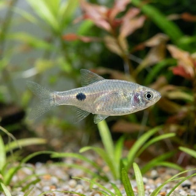 Rasbora à tache oculaire