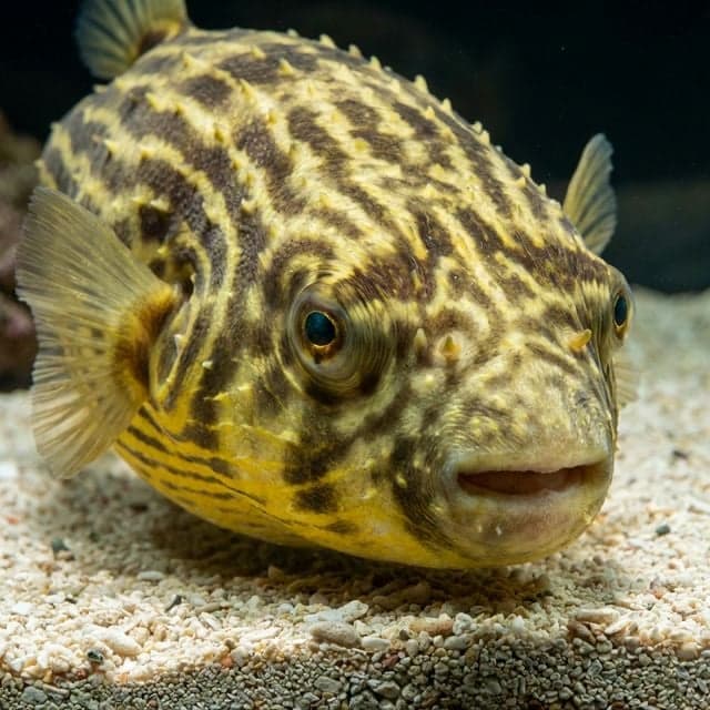 Fahaka Puffer: Tetraodon lineatus