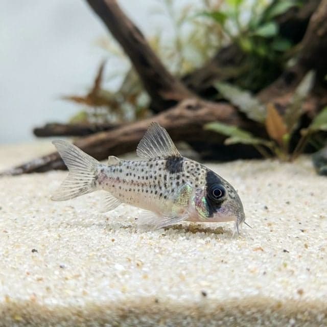 Corydoras féérique : Hoplisoma atropersonatum