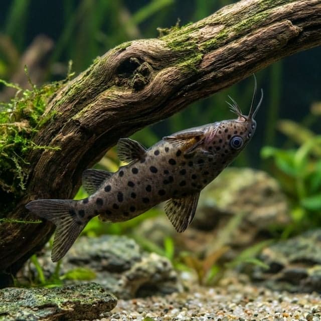 False Upside Down Catfish: Synodontis nigrita