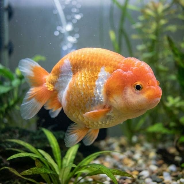 Le poisson rouge fantaisie : Carassius auratus