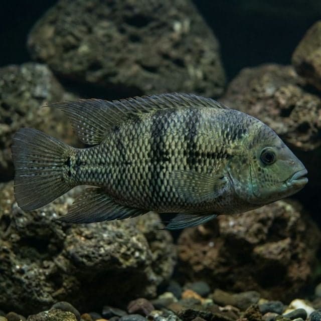 Fenestratum Cichlid: Paratheraps fenestratus