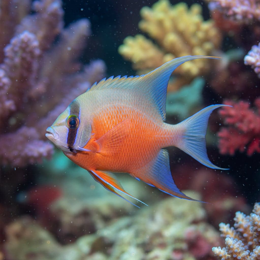 Fireball Angelfish