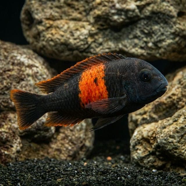 Firecracker Tropheus