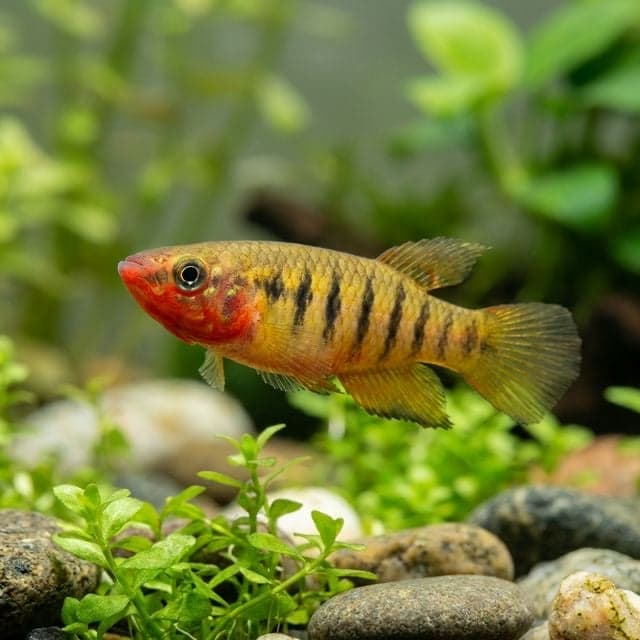 Firemouth Panchax: Epiplatys dageti