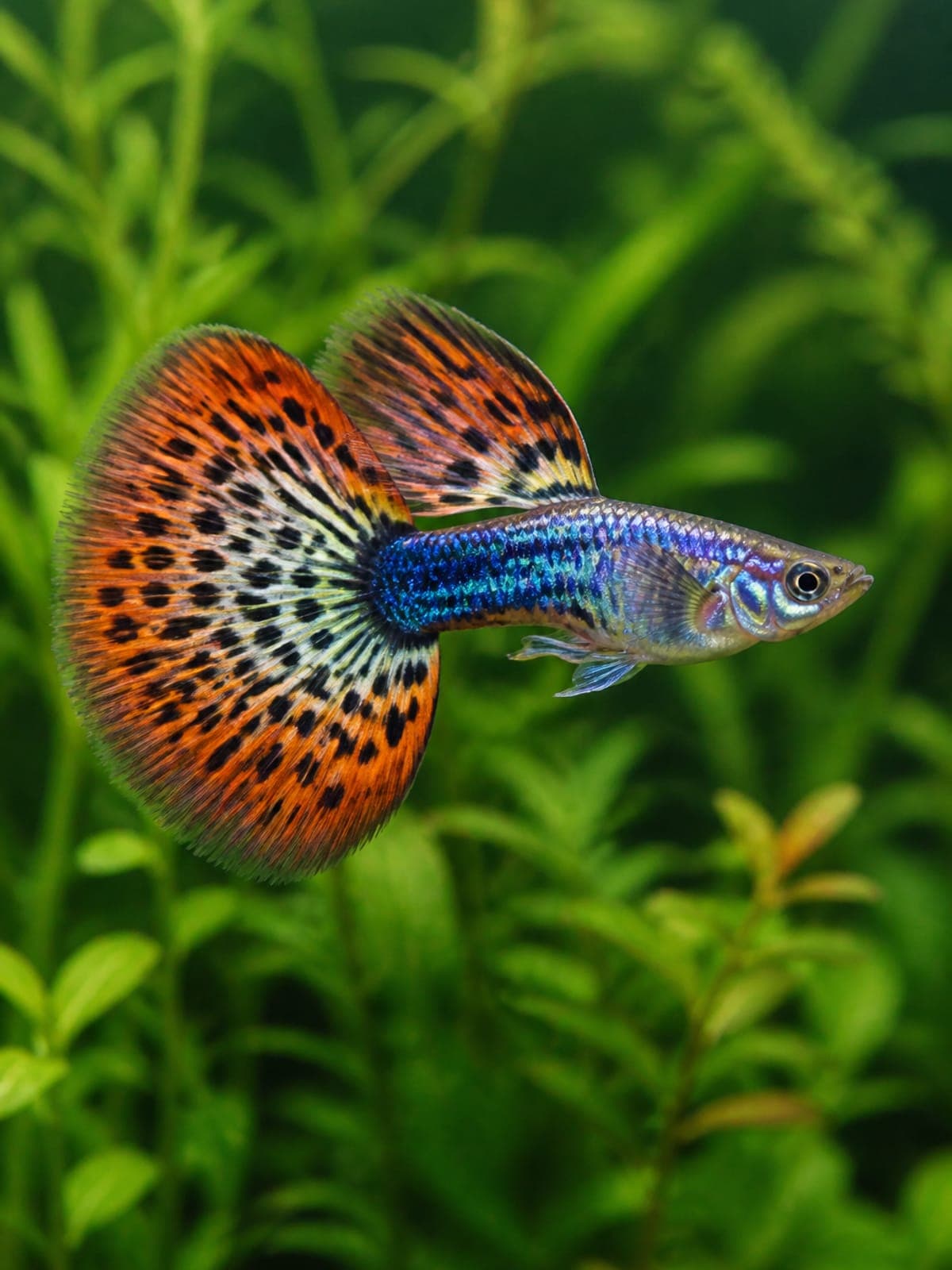 Fish Care Guides