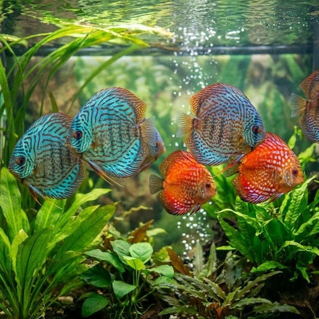 Marine Diets & Nutrition: A Guide to Saltwater Fish Feeding