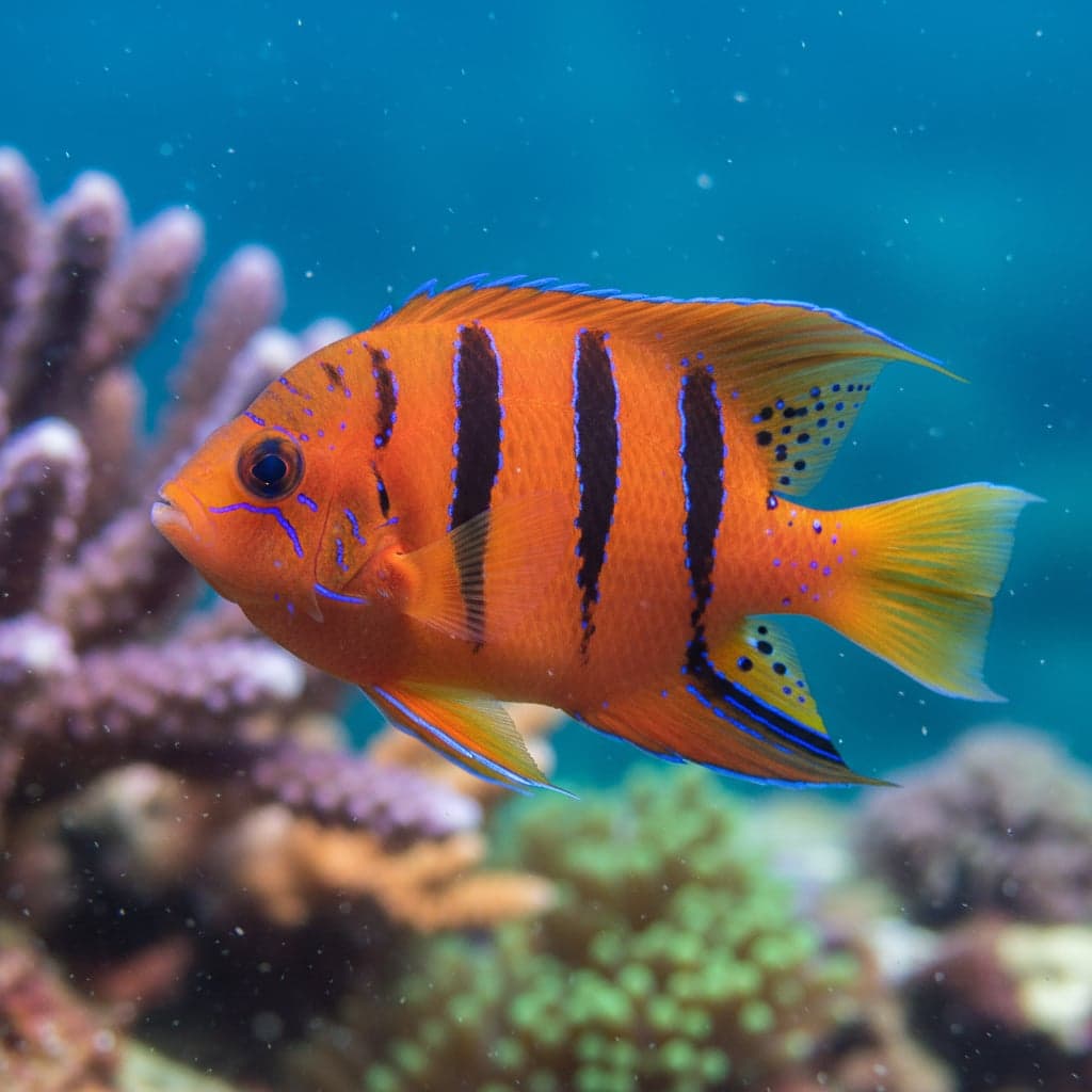 Flame Angelfish