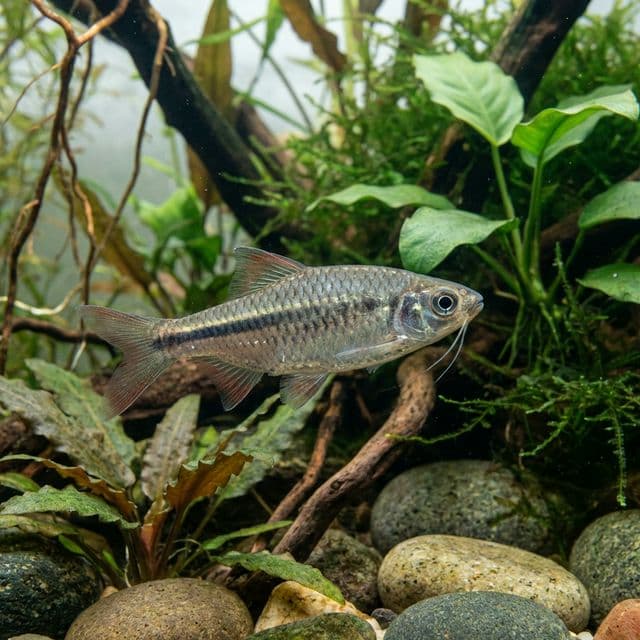 Flying Barb