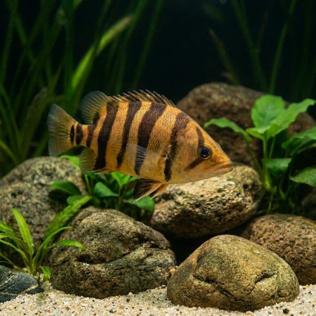 Four-banded Tiger Fish: Datnioides polota