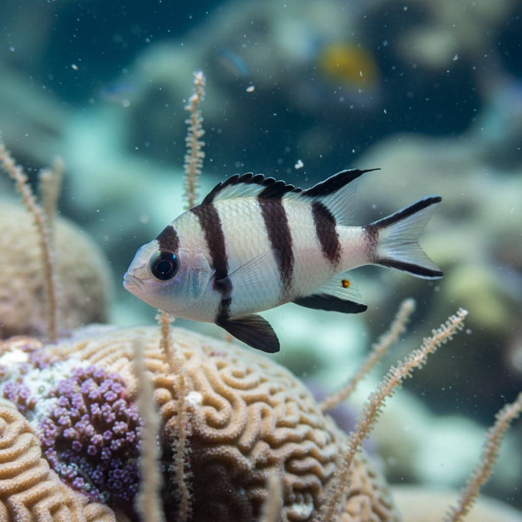 Four-striped Humbug