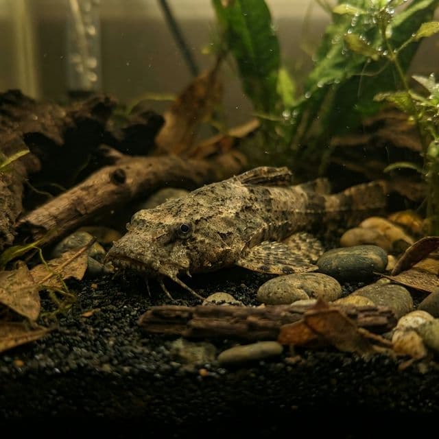 Frogmouth Catfish: Chaca chaca