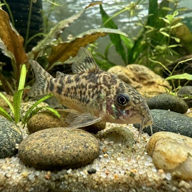 Corydoras de Fuller