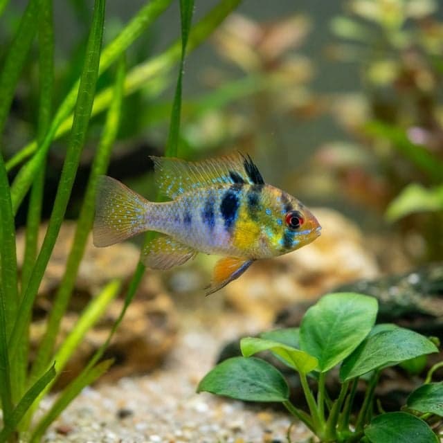 The German Blue Ram