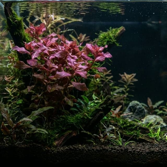 Grande rotala rouge : Rotala macrandra