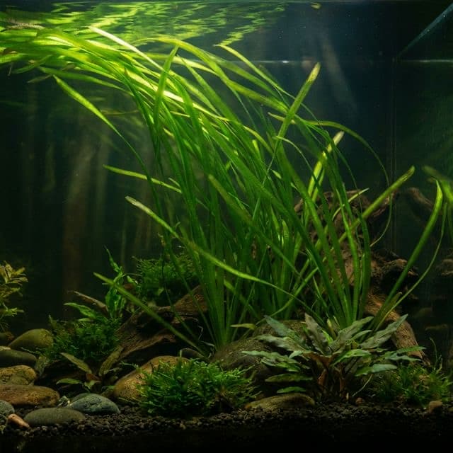 Giant Vallis: Vallisneria americana var. gigantea